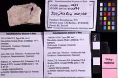 Foto (Objekt + Etiketten) von Discutiolira moesica (Muţiu & Bădăluţă, 1971) (NHMW-GEO-1990-0041-0524)